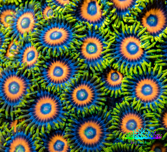 Zoanthid coral - Eagle Eye Zoa Frag Zoanthid coral - Eagle Eye Zoa Frag LPS Zoanthid coral - Eagle Eye Zoa Frag Zeo Box Reef