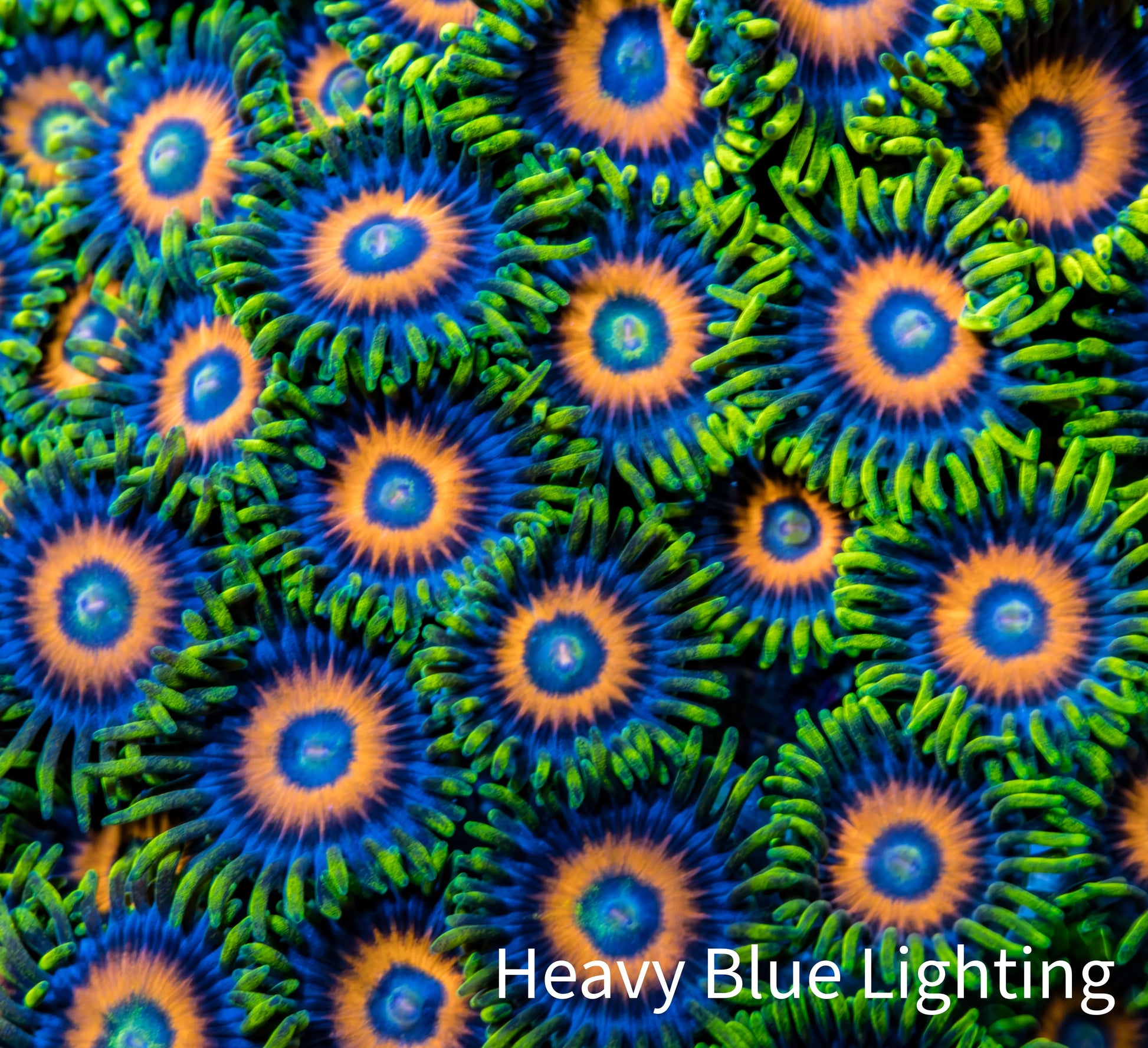 Zoanthid coral - Eagle Eye Zoa Frag Zoanthid coral - Eagle Eye Zoa Frag LPS Zoanthid coral - Eagle Eye Zoa Frag Zeo Box Reef
