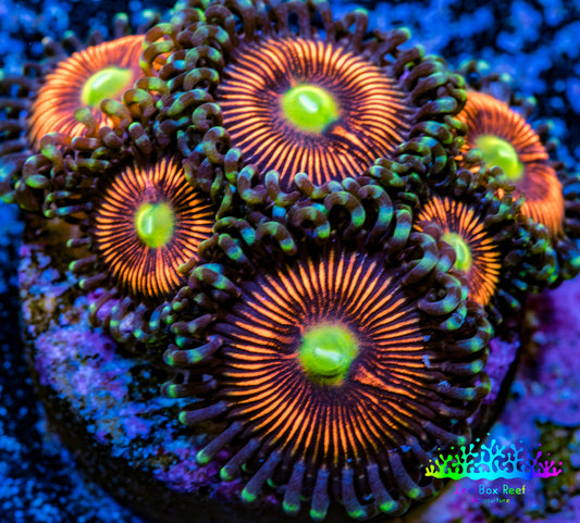 Zoanthid coral - Everlasting Gobstopper Zoa Frag Zoanthid coral - Everlasting Gobstopper Zoa Frag LPS Zoanthid coral - Everlasting Gobstopper Zoa Frag Zeo Box Reef