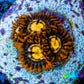 Zoanthid coral - Flaming Sun   Zoa Frag Zoanthid coral - Flaming Sun   Zoa Frag LPS Zoanthid coral - Flaming Sun   Zoa Frag Zeo Box Reef
