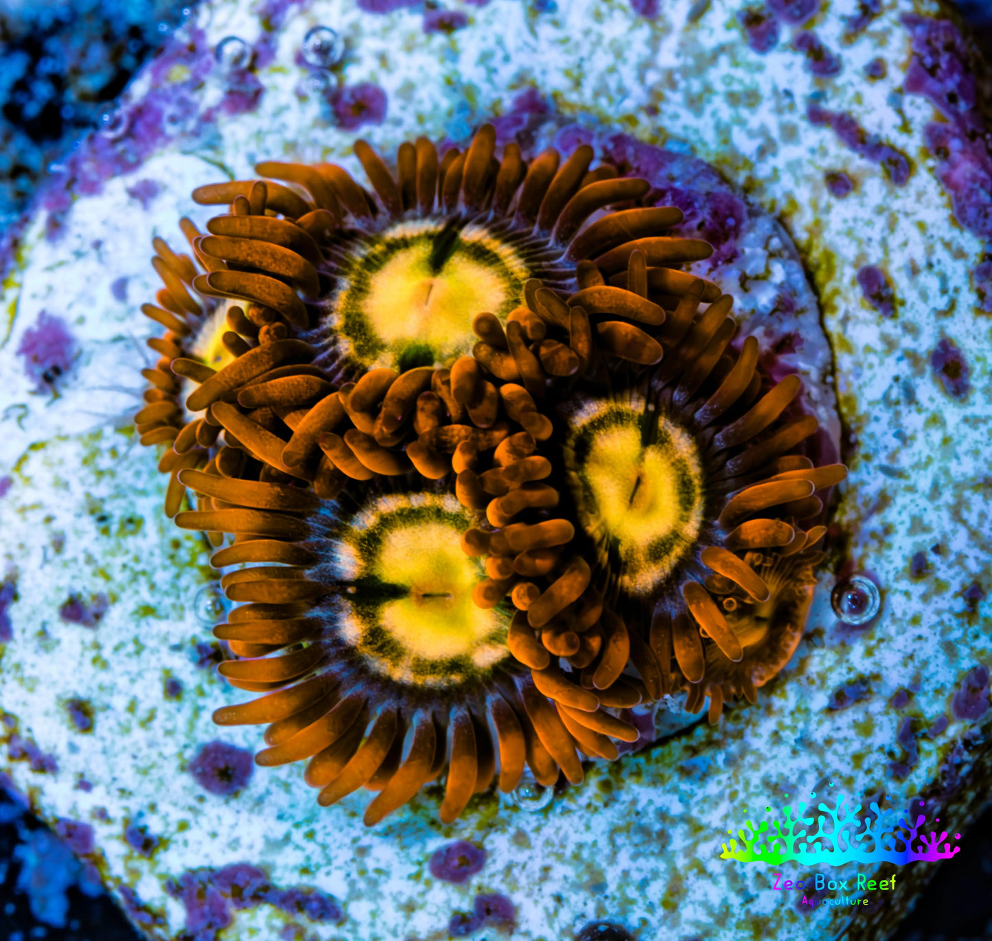 Zoanthid coral - Flaming Sun   Zoa Frag Zoanthid coral - Flaming Sun   Zoa Frag LPS Zoanthid coral - Flaming Sun   Zoa Frag Zeo Box Reef