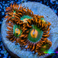 Zoanthid coral - Gatorade Zoa Frag Zoanthid coral - Gatorade Zoa Frag LPS Zoanthid coral - Gatorade Zoa Frag Zeo Box Reef