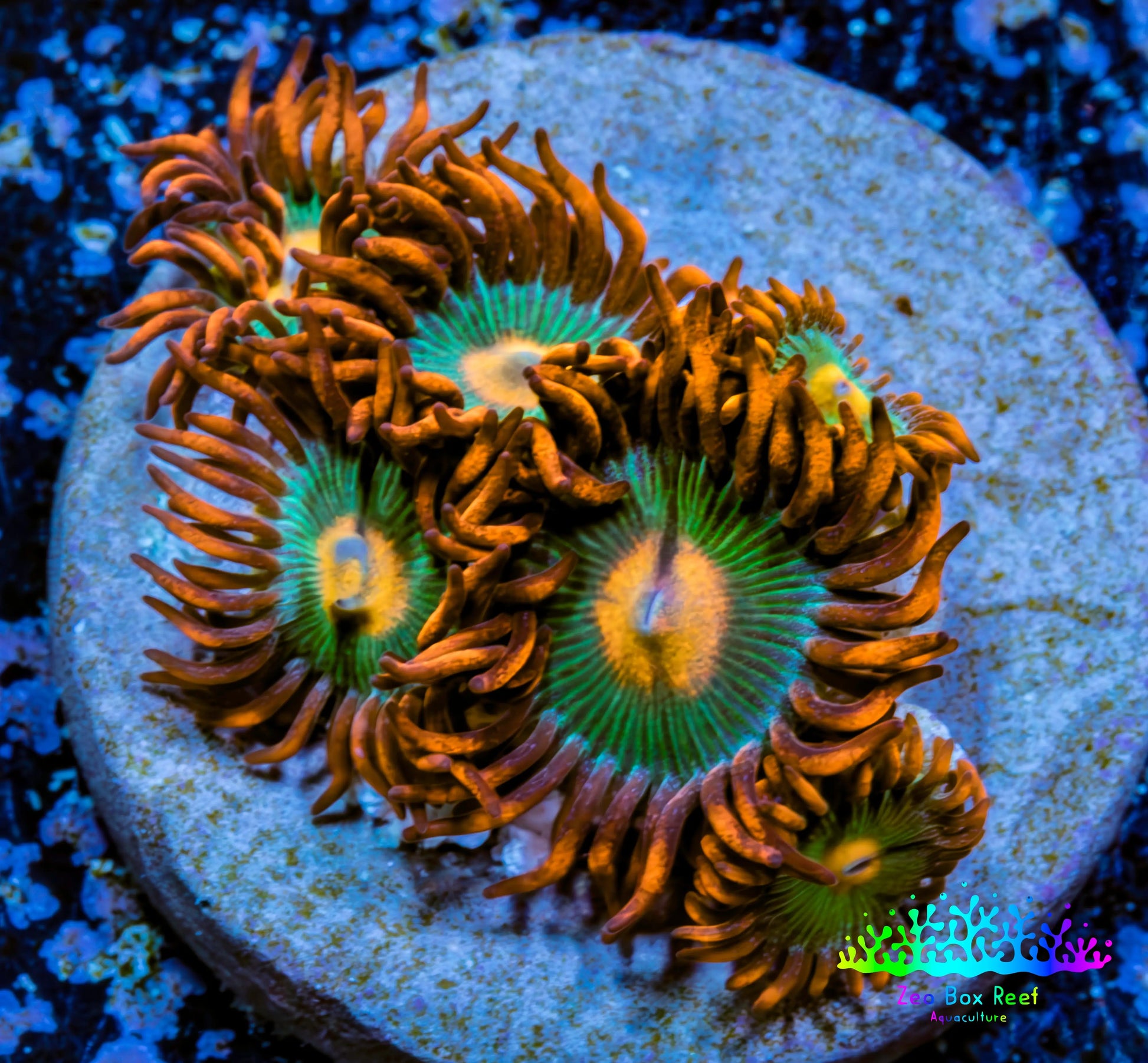 Zoanthid coral - Gatorade Zoa Frag Zoanthid coral - Gatorade Zoa Frag LPS Zoanthid coral - Gatorade Zoa Frag Zeo Box Reef