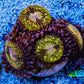 Zoanthid coral - Gold Dust  Zoa Frag Zoanthid coral - Gold Dust  Zoa Frag LPS Zoanthid coral - Gold Dust  Zoa Frag Zeo Box Reef