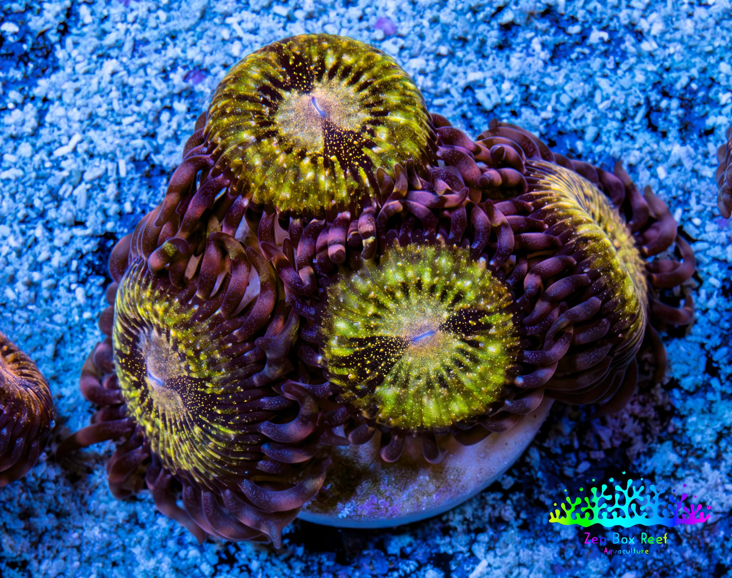 Zoanthid coral - Gold Dust  Zoa Frag Zoanthid coral - Gold Dust  Zoa Frag LPS Zoanthid coral - Gold Dust  Zoa Frag Zeo Box Reef