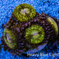 Zoanthid coral - Gold Dust  Zoa Frag Zoanthid coral - Gold Dust  Zoa Frag LPS Zoanthid coral - Gold Dust  Zoa Frag Zeo Box Reef