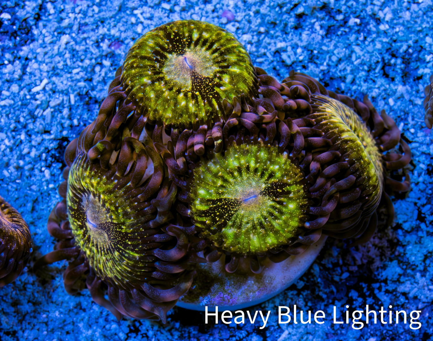 Zoanthid coral - Gold Dust  Zoa Frag Zoanthid coral - Gold Dust  Zoa Frag LPS Zoanthid coral - Gold Dust  Zoa Frag Zeo Box Reef