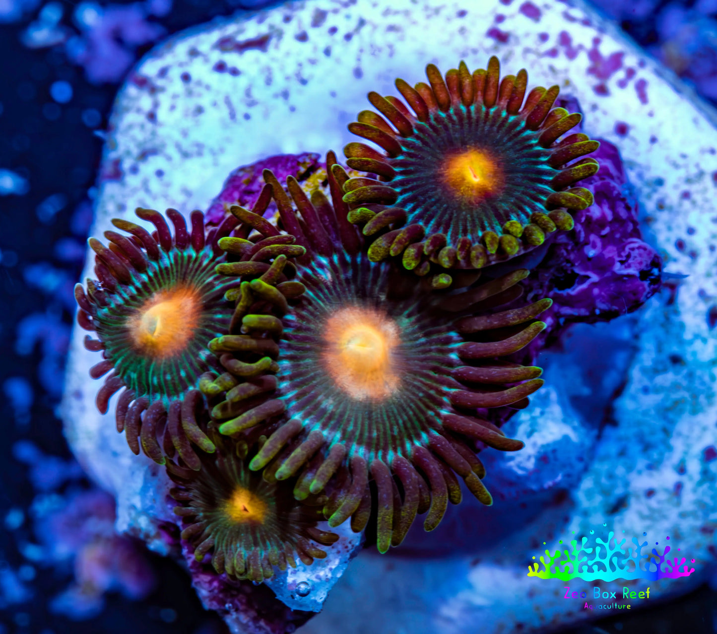Zoanthid coral - Green Bay Packers  Zoa Frag Zoanthid coral - Green Bay Packers  Zoa Frag LPS Zoanthid coral - Green Bay Packers  Zoa Frag Zeo Box Reef