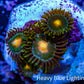 Zoanthid coral - Green Bay Packers  Zoa Frag Zoanthid coral - Green Bay Packers  Zoa Frag LPS Zoanthid coral - Green Bay Packers  Zoa Frag Zeo Box Reef
