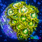 Zoanthid coral - Green Eggs Zoa Frag 4+ Polyps Zoanthid coral - Green Eggs Zoa Frag 4+ Polyps LPS Zoanthid coral - Green Eggs Zoa Frag 4+ Polyps Zeo Box Reef