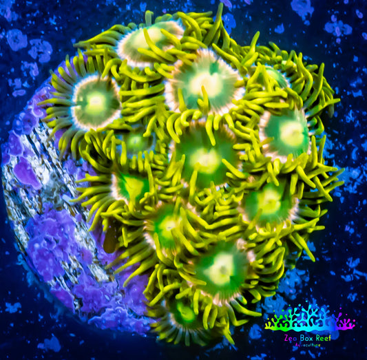 Zoanthid coral - Green Eggs Zoa Frag 4+ Polyps Zoanthid coral - Green Eggs Zoa Frag 4+ Polyps LPS Zoanthid coral - Green Eggs Zoa Frag 4+ Polyps Zeo Box Reef