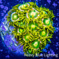 Zoanthid coral - Green Eggs Zoa Frag 4+ Polyps Zoanthid coral - Green Eggs Zoa Frag 4+ Polyps LPS Zoanthid coral - Green Eggs Zoa Frag 4+ Polyps Zeo Box Reef