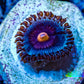 Zoanthid coral - Miami Vice Zoa Zoanthid coral - Miami Vice Zoa LPS Zoanthid coral - Miami Vice Zoa Zeo Box Reef