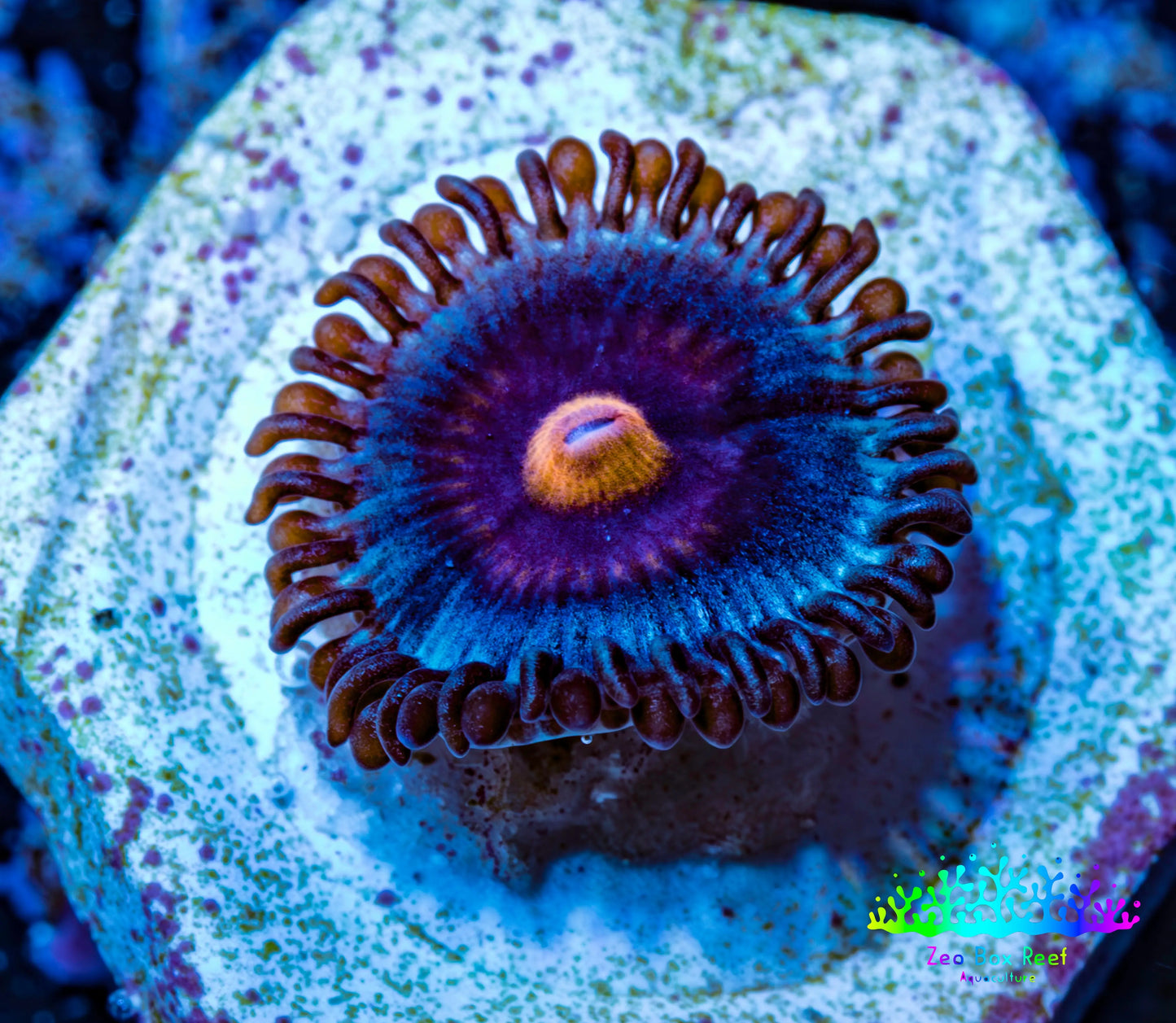 Zoanthid coral - Miami Vice Zoa Zoanthid coral - Miami Vice Zoa LPS Zoanthid coral - Miami Vice Zoa Zeo Box Reef