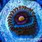 Zoanthid coral - Miami Vice Zoa Zoanthid coral - Miami Vice Zoa LPS Zoanthid coral - Miami Vice Zoa Zeo Box Reef