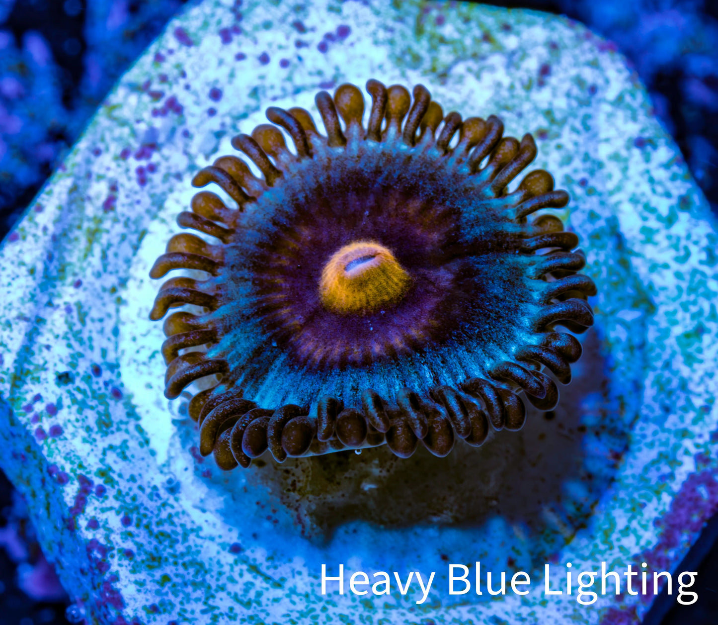 Zoanthid coral - Miami Vice Zoa Zoanthid coral - Miami Vice Zoa LPS Zoanthid coral - Miami Vice Zoa Zeo Box Reef