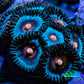 Zoanthid coral - Miami Vice Zoa Zoanthid coral - Miami Vice Zoa LPS Zoanthid coral - Miami Vice Zoa Zeo Box Reef