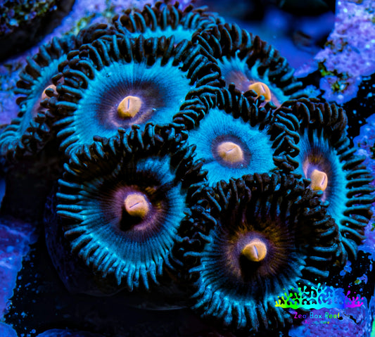 Zoanthid coral - Miami Vice Zoa Zoanthid coral - Miami Vice Zoa LPS Zoanthid coral - Miami Vice Zoa Zeo Box Reef