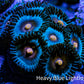 Zoanthid coral - Miami Vice Zoa Zoanthid coral - Miami Vice Zoa LPS Zoanthid coral - Miami Vice Zoa Zeo Box Reef
