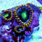 Zoanthid coral - Neon Eclipse Zoa Frag Zoanthid coral - Neon Eclipse Zoa Frag LPS Zoanthid coral - Neon Eclipse Zoa Frag Zeo Box Reef