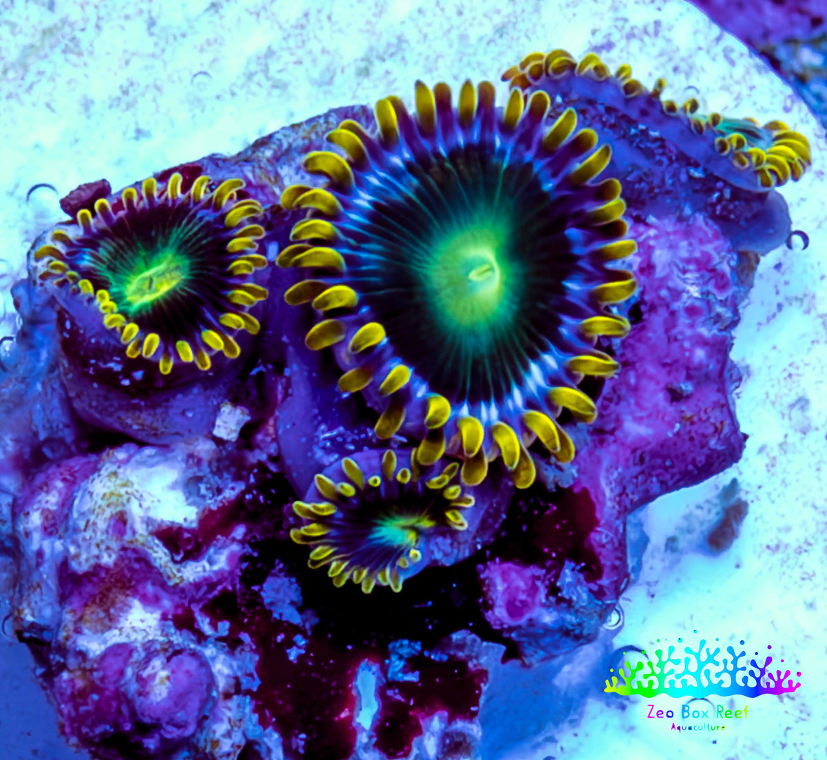 Zoanthid coral - Neon Eclipse Zoa Frag Zoanthid coral - Neon Eclipse Zoa Frag LPS Zoanthid coral - Neon Eclipse Zoa Frag Zeo Box Reef
