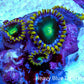 Zoanthid coral - Neon Eclipse Zoa Frag Zoanthid coral - Neon Eclipse Zoa Frag LPS Zoanthid coral - Neon Eclipse Zoa Frag Zeo Box Reef