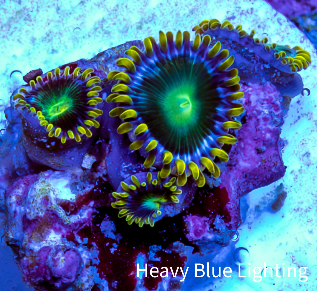 Zoanthid coral - Neon Eclipse Zoa Frag Zoanthid coral - Neon Eclipse Zoa Frag LPS Zoanthid coral - Neon Eclipse Zoa Frag Zeo Box Reef