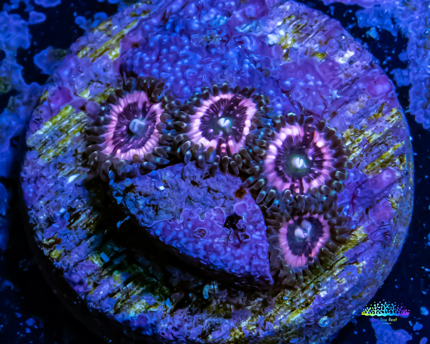 Zoanthid coral - Pink Zipper Zoa Frag 4+ polyps Zoanthid coral - Pink Zipper Zoa Frag 4+ polyps LPS Zoanthid coral - Pink Zipper Zoa Frag 4+ polyps Zeo Box Reef