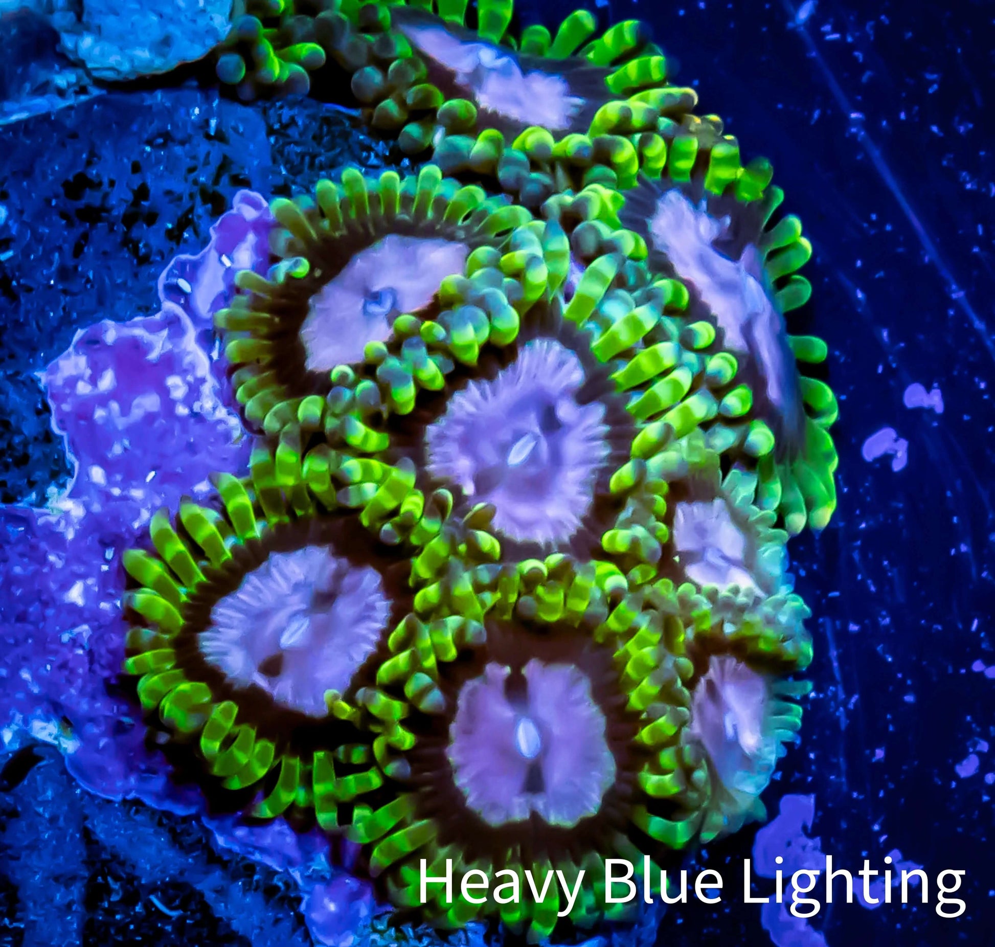 az reef monsters Zoanthid coral