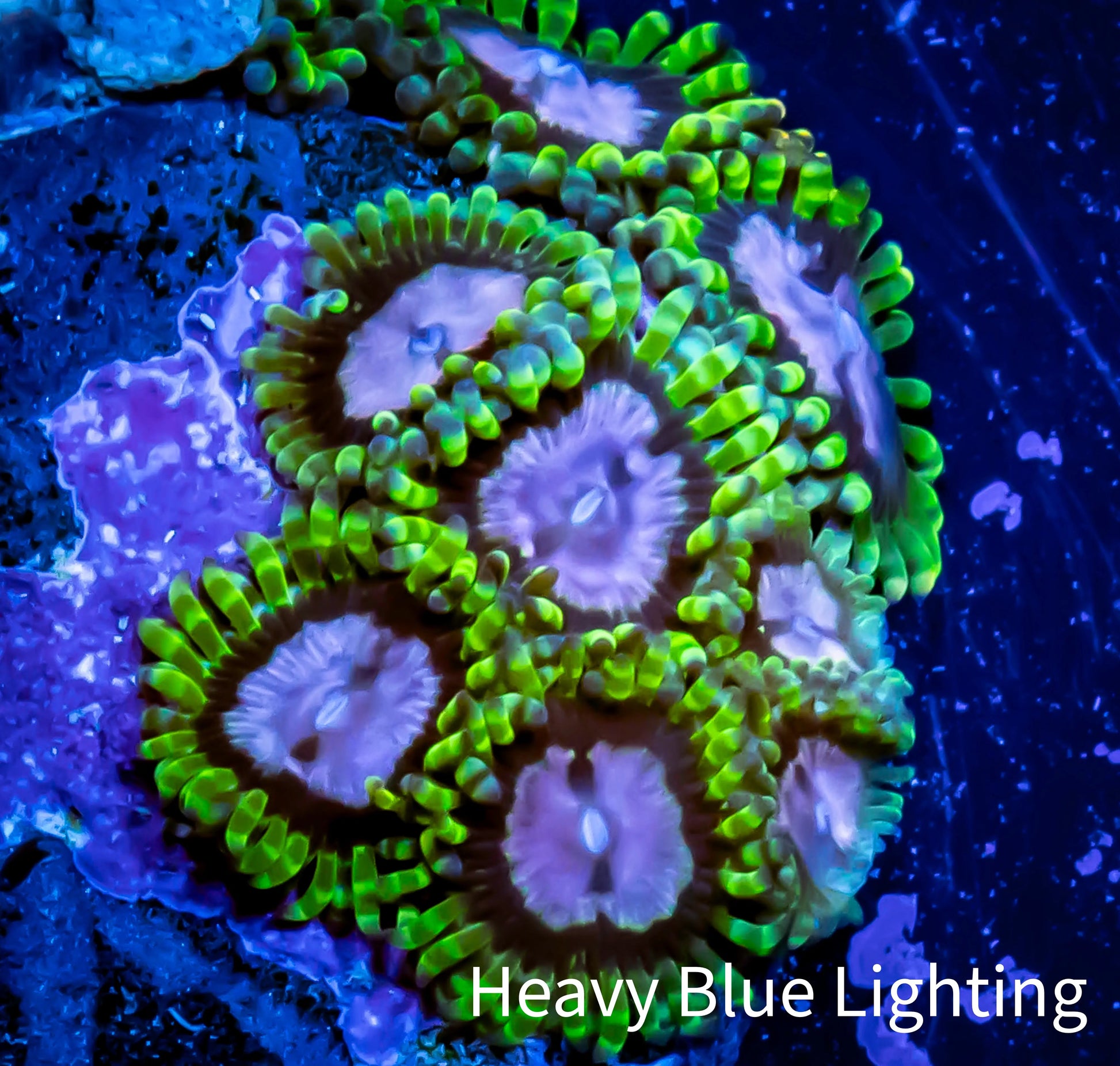 Zoanthid coral - Purple Monster Zoa Frag 4+ Polyps Zoanthid coral - Purple Monster Zoa Frag 4+ Polyps LPS Zoanthid coral - Purple Monster Zoa Frag 4+ Polyps Zeo Box Reef
