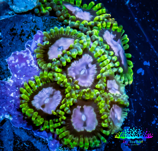 Zoanthid coral - Purple Monster Zoa Frag 4+ Polyps Zoanthid coral - Purple Monster Zoa Frag 4+ Polyps LPS Zoanthid coral - Purple Monster Zoa Frag 4+ Polyps Zeo Box Reef