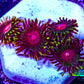 Zoanthid coral - Radioactive Campfire  Zoa Frag Zoanthid coral - Radioactive Campfire  Zoa Frag LPS Zoanthid coral - Radioactive Campfire  Zoa Frag Zeo Box Reef