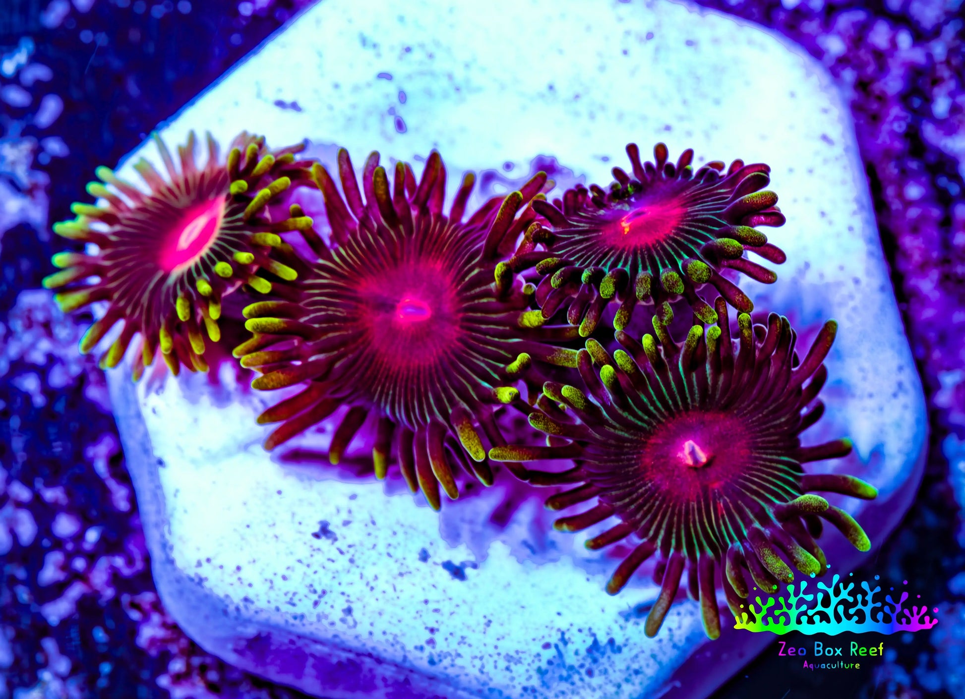 Zoanthid coral - Radioactive Campfire  Zoa Frag Zoanthid coral - Radioactive Campfire  Zoa Frag LPS Zoanthid coral - Radioactive Campfire  Zoa Frag Zeo Box Reef
