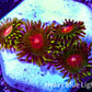 Zoanthid coral - Radioactive Campfire  Zoa Frag Zoanthid coral - Radioactive Campfire  Zoa Frag LPS Zoanthid coral - Radioactive Campfire  Zoa Frag Zeo Box Reef