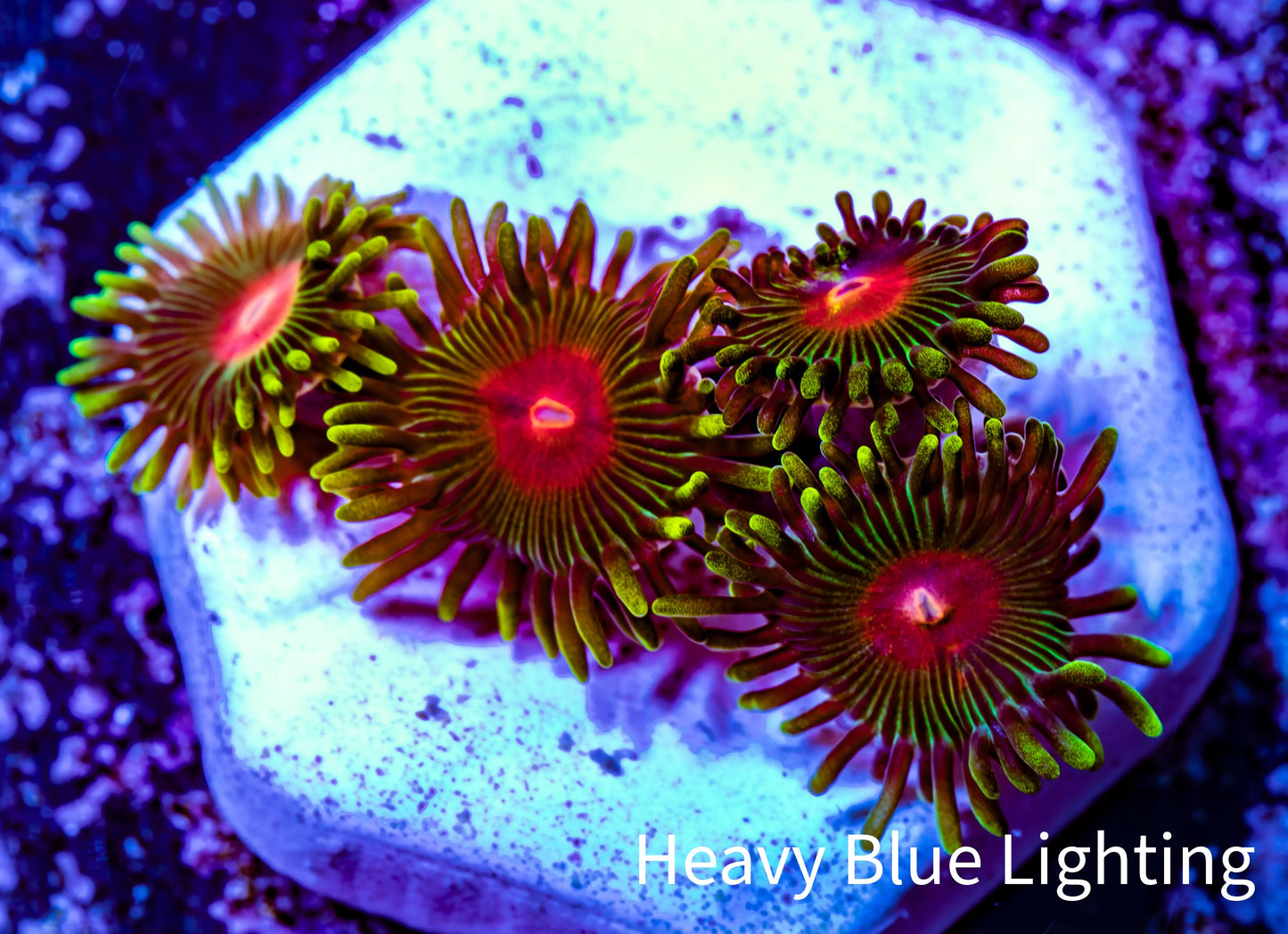 Zoanthid coral - Radioactive Campfire  Zoa Frag Zoanthid coral - Radioactive Campfire  Zoa Frag LPS Zoanthid coral - Radioactive Campfire  Zoa Frag Zeo Box Reef