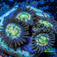 Zoanthid coral - Rainbow   Raptor  Zoa Frag Zoanthid coral - Rainbow   Raptor  Zoa Frag LPS Zoanthid coral - Rainbow   Raptor  Zoa Frag Zeo Box Reef