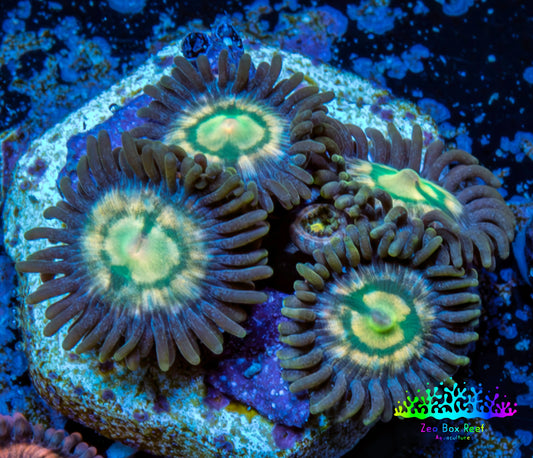 Zoanthid coral - Rainbow   Raptor  Zoa Frag Zoanthid coral - Rainbow   Raptor  Zoa Frag LPS Zoanthid coral - Rainbow   Raptor  Zoa Frag Zeo Box Reef