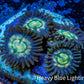 Zoanthid coral - Rainbow   Raptor  Zoa Frag Zoanthid coral - Rainbow   Raptor  Zoa Frag LPS Zoanthid coral - Rainbow   Raptor  Zoa Frag Zeo Box Reef