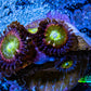 Zoanthid coral - Rainbow 🌈🦖 Raptor  Zoa Frag ) Zoanthid coral - Rainbow 🌈🦖 Raptor  Zoa Frag ) LPS Zoanthid coral - Rainbow 🌈🦖 Raptor  Zoa Frag ) Zeo Box Reef