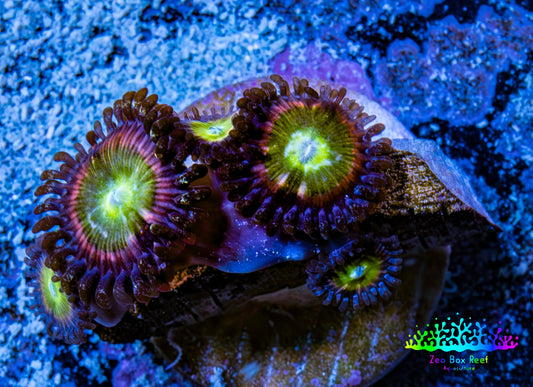 Zoanthid coral - Rainbow 🌈🦖 Raptor  Zoa Frag ) Zoanthid coral - Rainbow 🌈🦖 Raptor  Zoa Frag ) LPS Zoanthid coral - Rainbow 🌈🦖 Raptor  Zoa Frag ) Zeo Box Reef