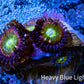 Zoanthid coral - Rainbow 🌈🦖 Raptor  Zoa Frag ) Zoanthid coral - Rainbow 🌈🦖 Raptor  Zoa Frag ) LPS Zoanthid coral - Rainbow 🌈🦖 Raptor  Zoa Frag ) Zeo Box Reef