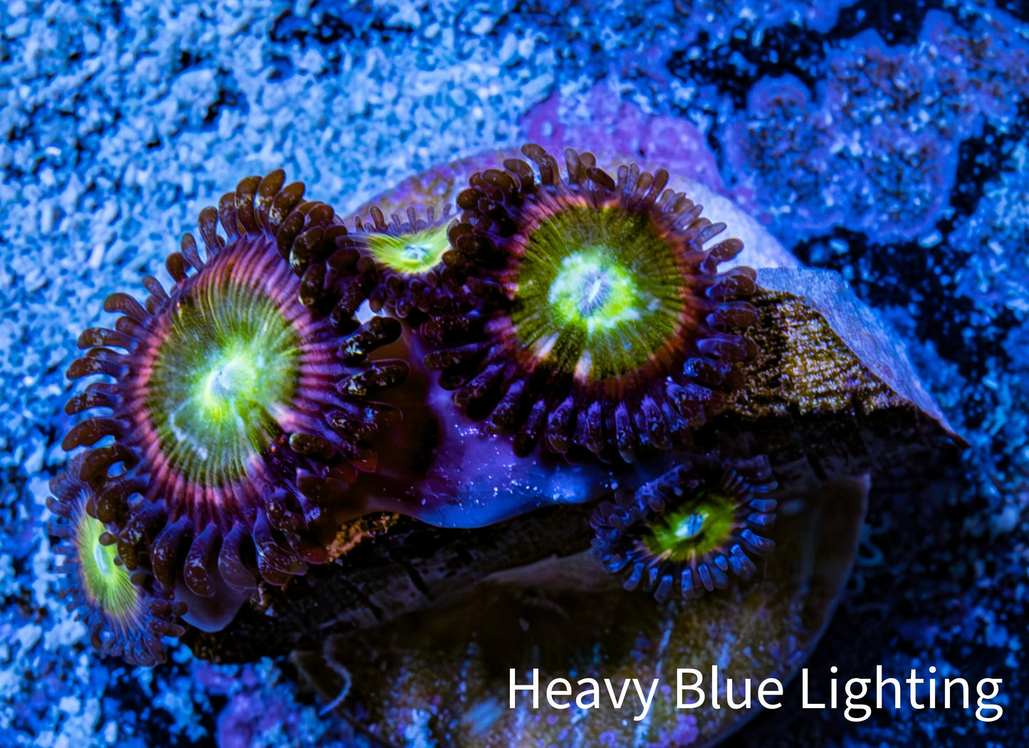 Zoanthid coral - Rainbow 🌈🦖 Raptor  Zoa Frag ) Zoanthid coral - Rainbow 🌈🦖 Raptor  Zoa Frag ) LPS Zoanthid coral - Rainbow 🌈🦖 Raptor  Zoa Frag ) Zeo Box Reef