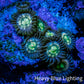 Zoanthid coral - Rainbow 🌈  Raptor 🦖 Zoa Frag WYSIWYG Zoanthid coral - Rainbow 🌈  Raptor 🦖 Zoa Frag WYSIWYG LPS Zoanthid coral - Rainbow 🌈  Raptor 🦖 Zoa Frag WYSIWYG Zeo Box Reef