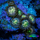 Zoanthid coral - Rainbow 🌈  Raptor 🦖 Zoa Frag WYSIWYG Zoanthid coral - Rainbow 🌈  Raptor 🦖 Zoa Frag WYSIWYG LPS Zoanthid coral - Rainbow 🌈  Raptor 🦖 Zoa Frag WYSIWYG Zeo Box Reef
