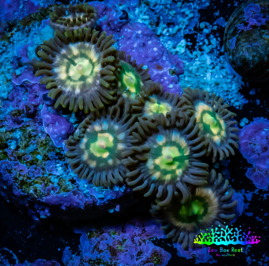 Zoanthid coral - Rainbow 🌈  Raptor 🦖 Zoa Frag WYSIWYG Zoanthid coral - Rainbow 🌈  Raptor 🦖 Zoa Frag WYSIWYG LPS Zoanthid coral - Rainbow 🌈  Raptor 🦖 Zoa Frag WYSIWYG Zeo Box Reef