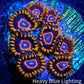 Zoanthid coral - Red Hornet Zoa Frag 4+ Polyps Zoanthid coral - Red Hornet Zoa Frag 4+ Polyps LPS Zoanthid coral - Red Hornet Zoa Frag 4+ Polyps Zeo Box Reef
