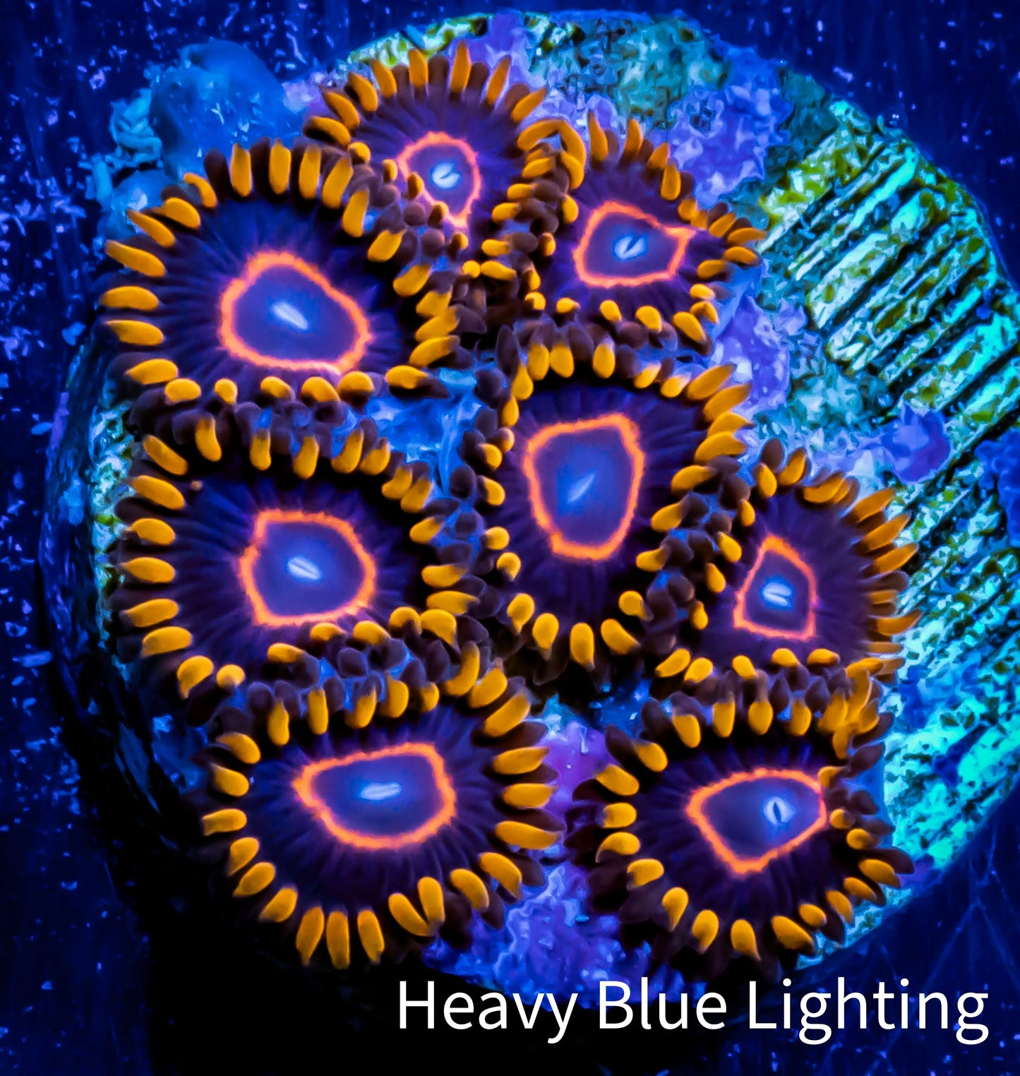Zoanthid coral - Red Hornet Zoa Frag 4+ Polyps Zoanthid coral - Red Hornet Zoa Frag 4+ Polyps LPS Zoanthid coral - Red Hornet Zoa Frag 4+ Polyps Zeo Box Reef
