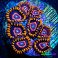 Zoanthid coral - Red Hornet Zoa Frag 4+ Polyps Zoanthid coral - Red Hornet Zoa Frag 4+ Polyps LPS Zoanthid coral - Red Hornet Zoa Frag 4+ Polyps Zeo Box Reef