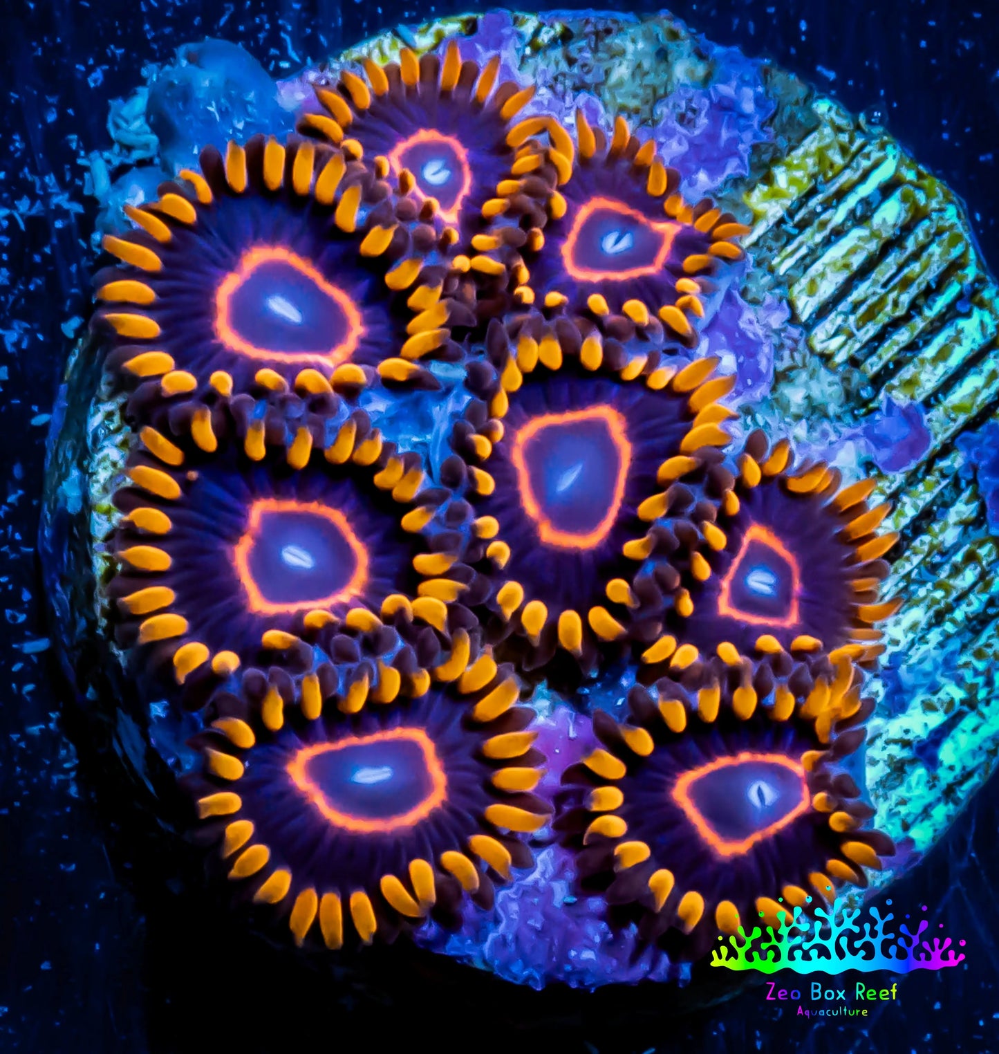 Zoanthid coral - Red Hornet Zoa Frag 4+ Polyps Zoanthid coral - Red Hornet Zoa Frag 4+ Polyps LPS Zoanthid coral - Red Hornet Zoa Frag 4+ Polyps Zeo Box Reef