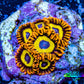Zoanthid coral - Rings Of Saturn Zoa Frag Zoanthid coral - Rings Of Saturn Zoa Frag LPS Zoanthid coral - Rings Of Saturn Zoa Frag Zeo Box Reef